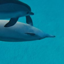 Delfínci v objetí